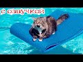 ПРИКОЛЫ С КОТАМИ! СМЕШНЫЕ КОТЫ с озвучкой! Самые СМЕШНЫЕ ЖИВОТНЫЕ!