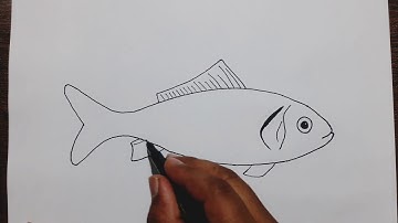 How to draw a Fish step by step