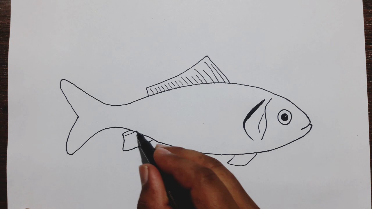 Featured image of post How To Draw A Beautiful Fish Step By Step - Easy drawing of a whale.