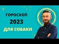 ГОРОСКОП ДЛЯ СОБАКИ 2023 ГОД