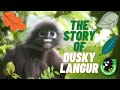 The Story of Dusky Langur (Dusky Leaf Monkey) in Malaysia