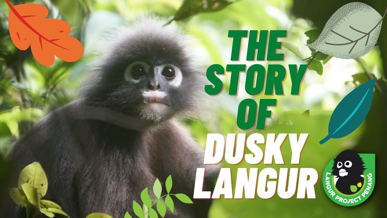 The Story of Dusky Langur (Dusky Leaf Monkey) in Malaysia 