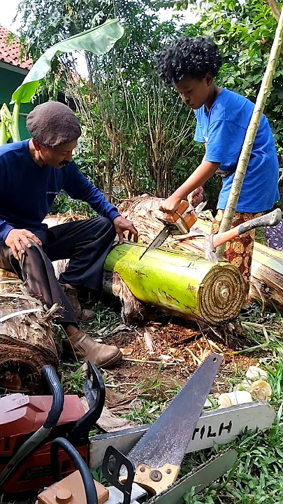 Memotong Pohon Pisang | Gergaji Mesin Mini