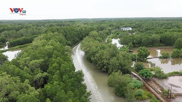 Xuyên rừng Đất Mũi