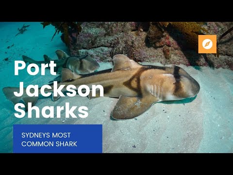 Port Jackson Shark