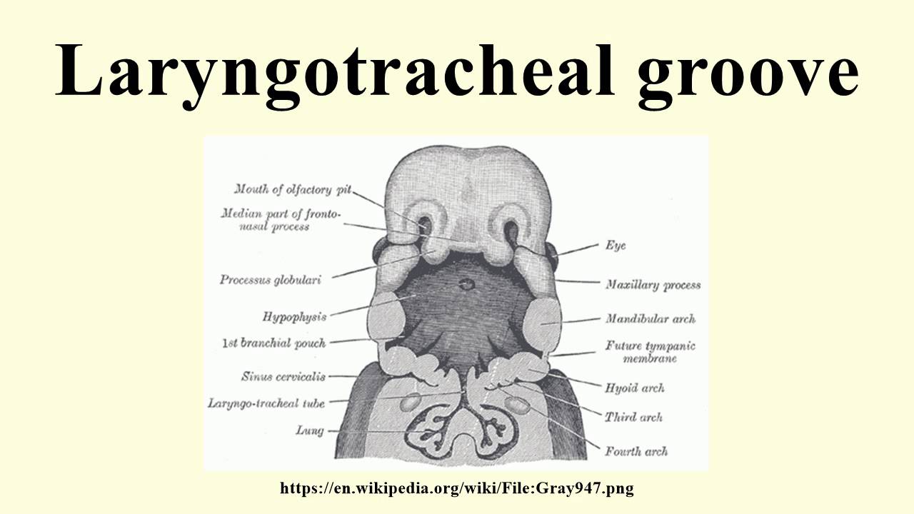 Laryngotracheal Groove Youtube