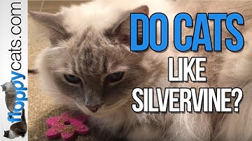 Do Cats Like Silvervine? Ragdoll Cats React to Dezi & Roo Cloud Nine Silver Vine by All-Natural