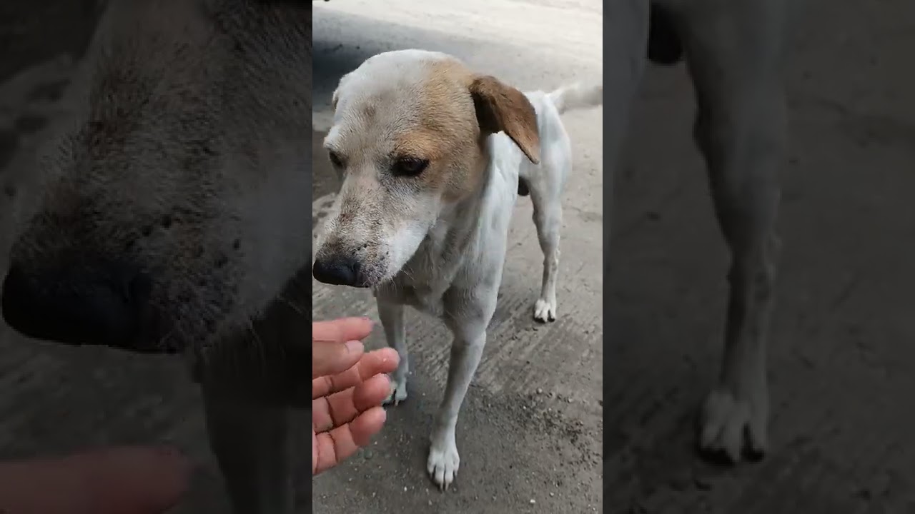 Amazing Dog Eating Biscuit 