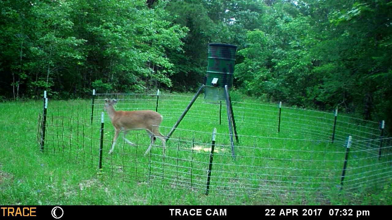 Big East Texas Deer Feeding On Corn And Protein Youtube