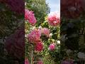 #rose # strawberry hill rose # david austin rose