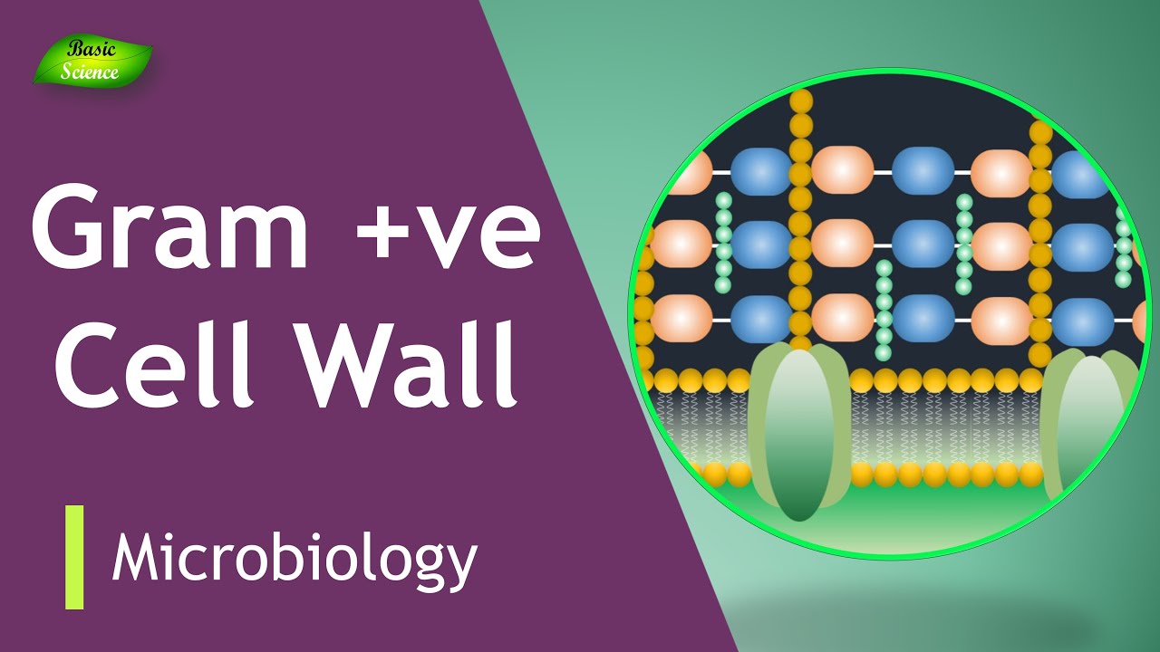 Gram-Positive Cell Envelop | Bacterial Cell Walls | Microbiology | Basic Science Series