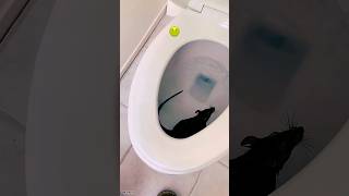 Squid games challangs cartoon videos 😱😱🤯🤯#funny #squidgamchallenge #squidgame #tranding #shorts