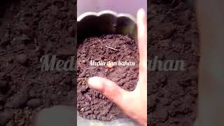 Cara Nanam Cabai Di Pot Varietas Parentul