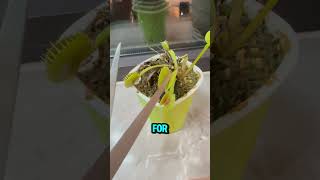 The Venus Flytrap Catches And Digests Insects To Survive.