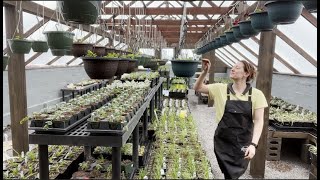 It's Looking Like a Greenhouse!  Flower Hill Farm