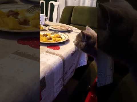 Барсик крадёт еду