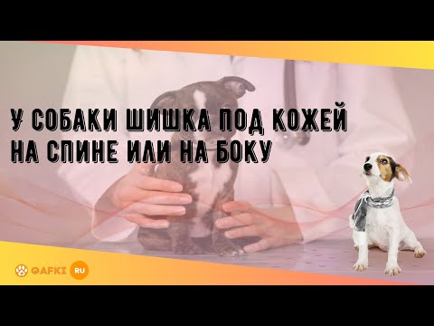 Видео: Шишки на коже (гранулематозный дерматоз) у собак