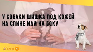 У собаки шишка под кожей на спине или на боку