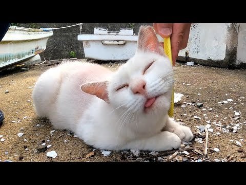 Petting a pink cat with 