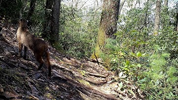 Early morning bobcat hunting squirrels behind our home!