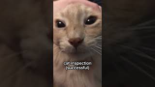 Cat inspection (successful)