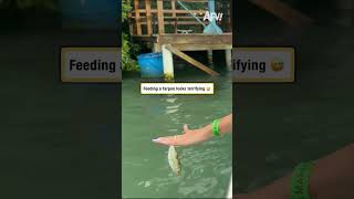 Feeding a tarpon looks terrifying 😅