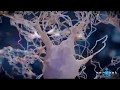 Neuron medical animation