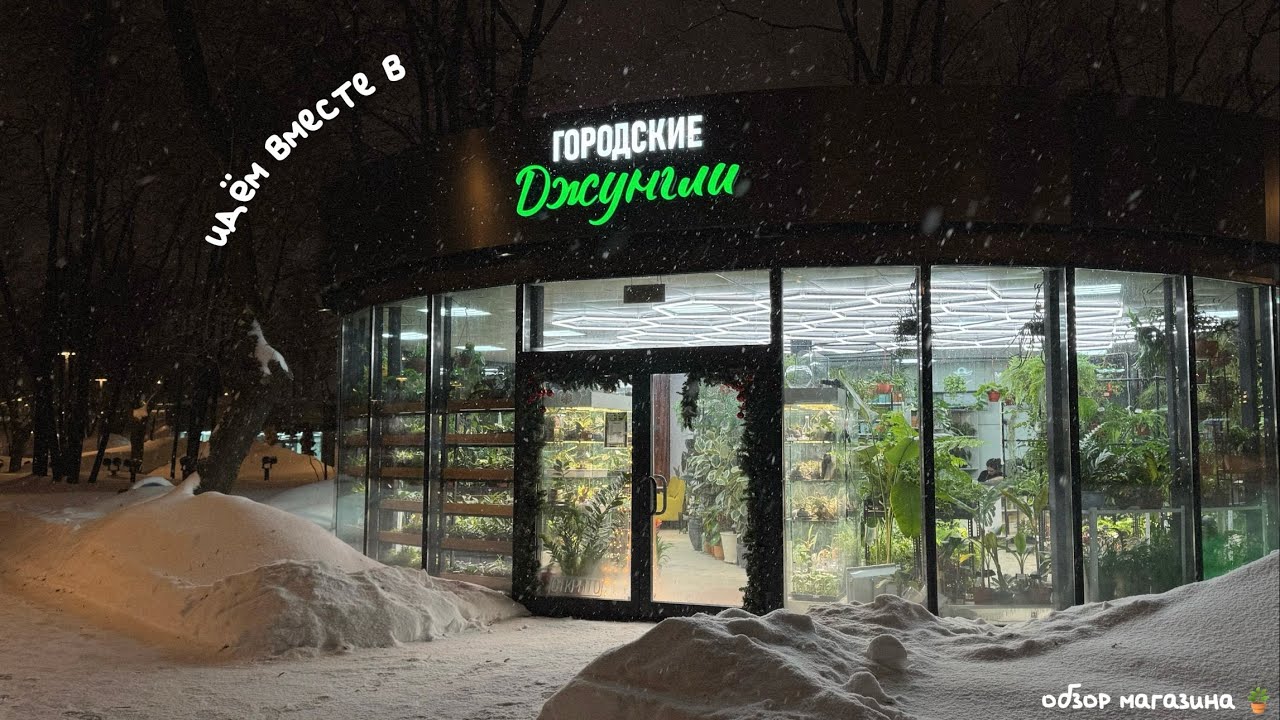 Обзор магазина растений «Городские джунгли»