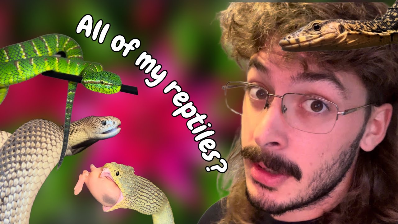 REPTILE ROOM UPDATE !!!! - YouTube