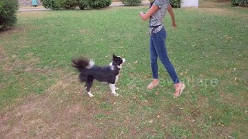 This 2-year-old border collie nails impressive dance routine with her owner