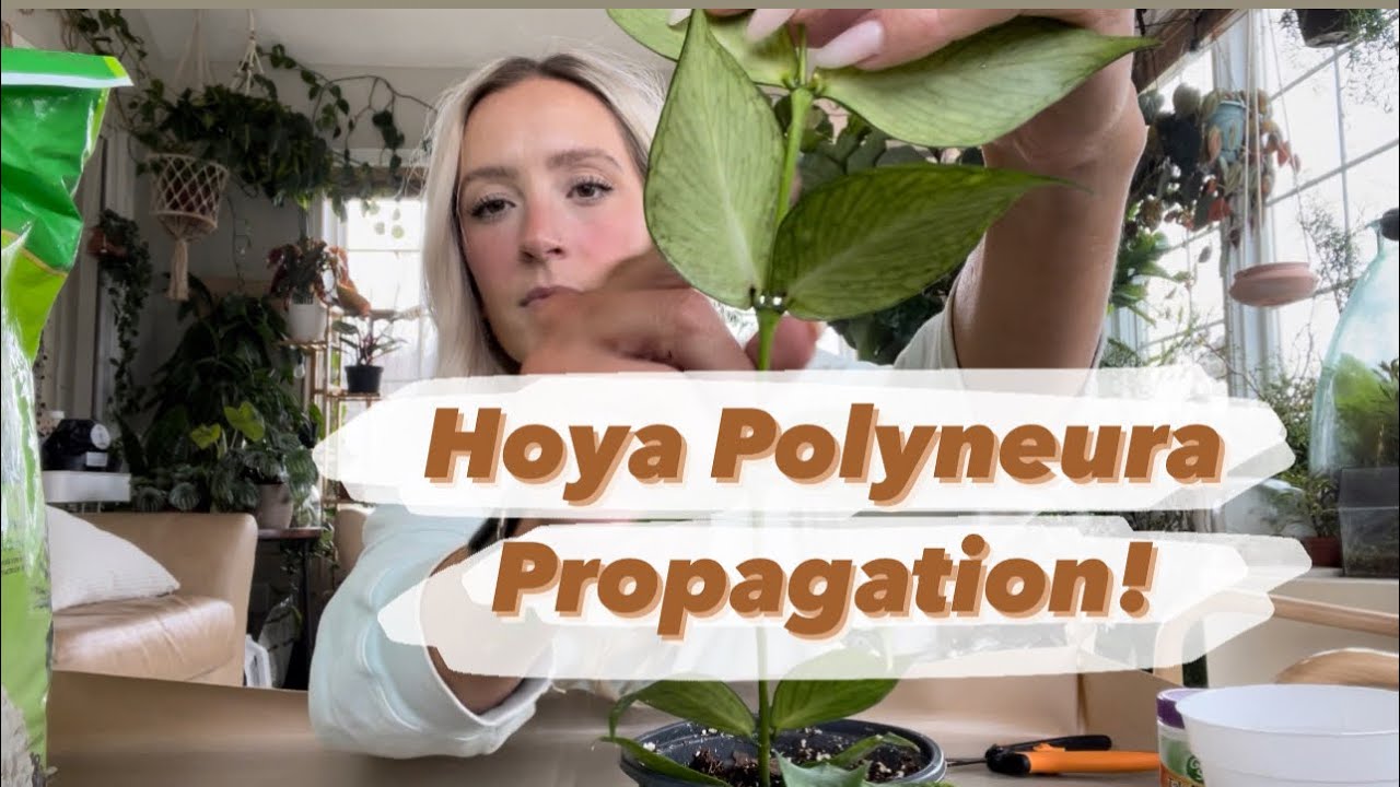 Propagating my Hoya polyneura in perlite!
