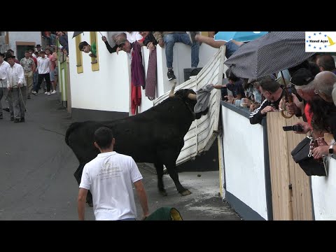 Tourada à corda, ilha Terceira, 8 de outubro de 2023