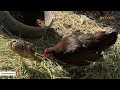 Gullible chicken ends up raising peacock