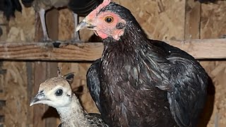 Gullible chicken ends up raising peacock