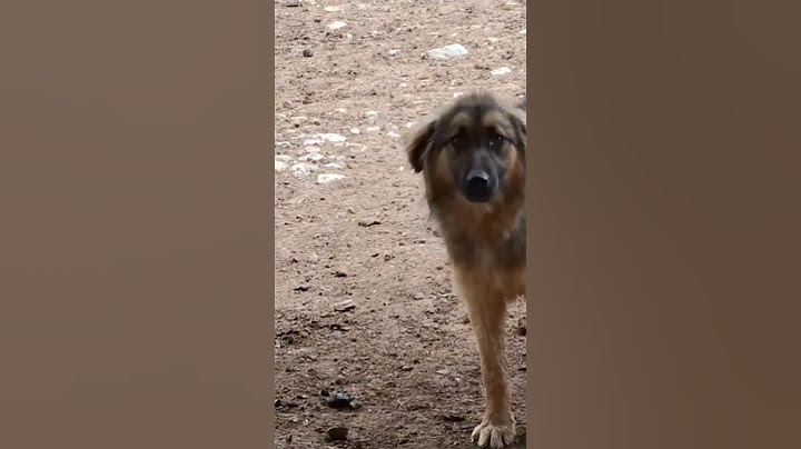 "Fáradt a terelőkutya. Hamarosan felkerül a teljes videó. Kérjük, támogass minket. Köszönjük!"
