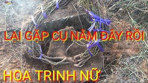 Cây Hoa Trinh Nữ - Xấu Hổ - Mắc Cỡ - Đào Vượng HV