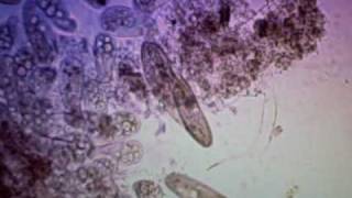 VID00087.AVI