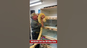 Huge Albino Python 😳 #shorts