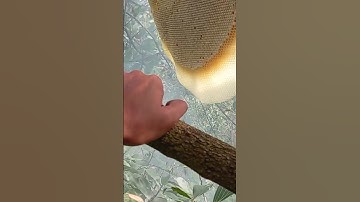 Use great strength to climb trees to get wild bees.#shorts #subscribe #honey