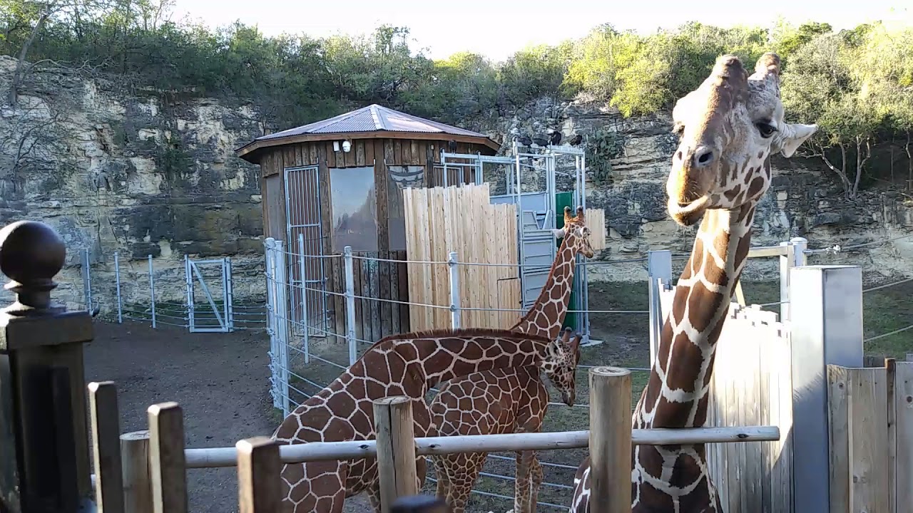 Giraffe from San Antonio zoo.. - YouTube