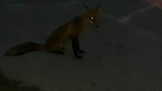 Two Hungry Red Foxes At Dusk by TheCatLife 9 views 3 years ago 2 minutes, 2 seconds