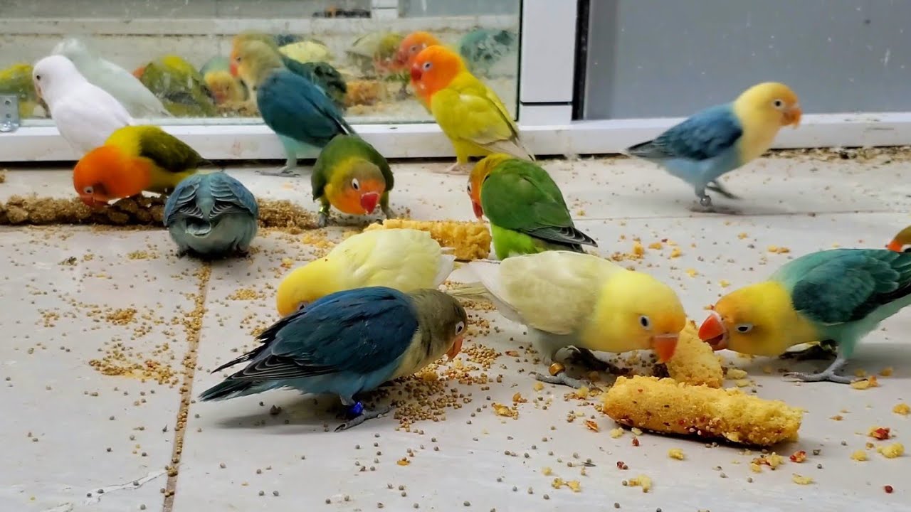 Colorful Lovebirds Chirping Sweetly | Relaxing Bird Sounds for Peace & Joy