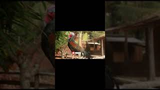Download Lagu Gallus Varius || Green Junglefowl || SHORTS MP3