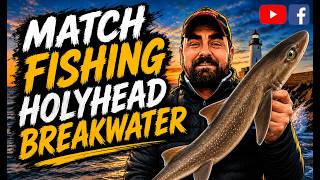 Match fishing holyhead breakwater 2026