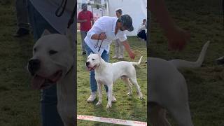 Beware 125 Pound Dogo Argentino Champion ?????‍❄️????