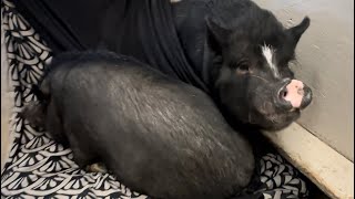 Deux cochons âgés au refuge cette semaine !