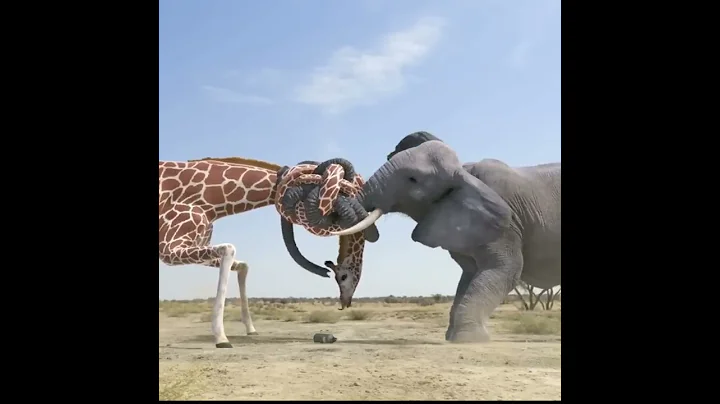 giraffe vs elephant fight for water - DayDayNews