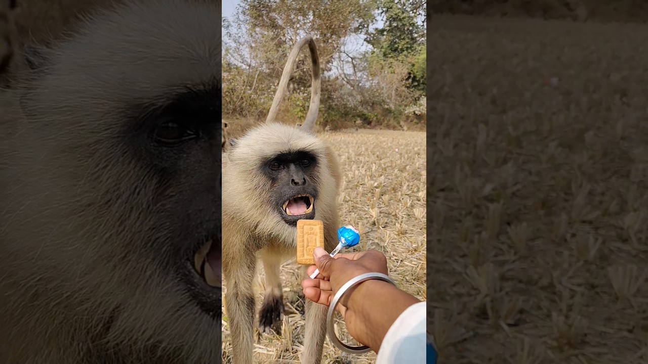 Hungry Monkey in Indian Village | Cute Moment 🐒