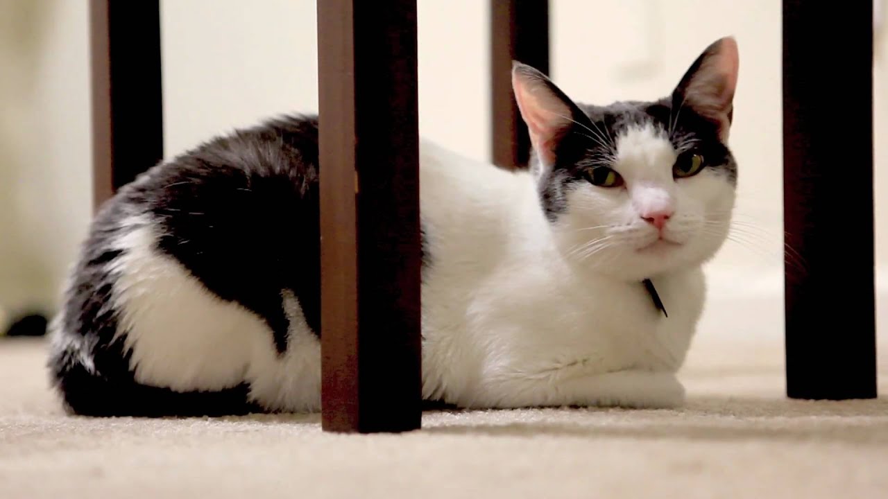 funny cats sleeping in weird positions compilation 2014 funnyplox Mean Kitty - Not Cute