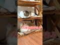 ママに関する極秘事項ニャリ🙀🤫 #猫のいる暮らし #cat #猫のいる生活 #猫好きさんと繋がりたい #munchkin #ねこ動画 #かわいい猫 #shorts